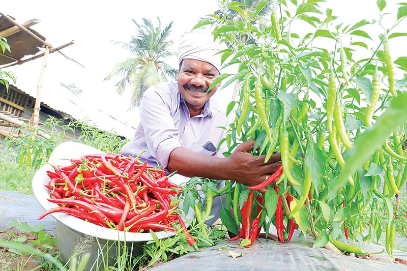 மிளகாய்த் தோட்டத்தில் ரவிச்சந்திரன்