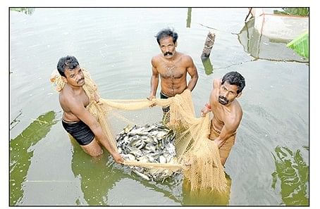மீன் வளர்ப்பு