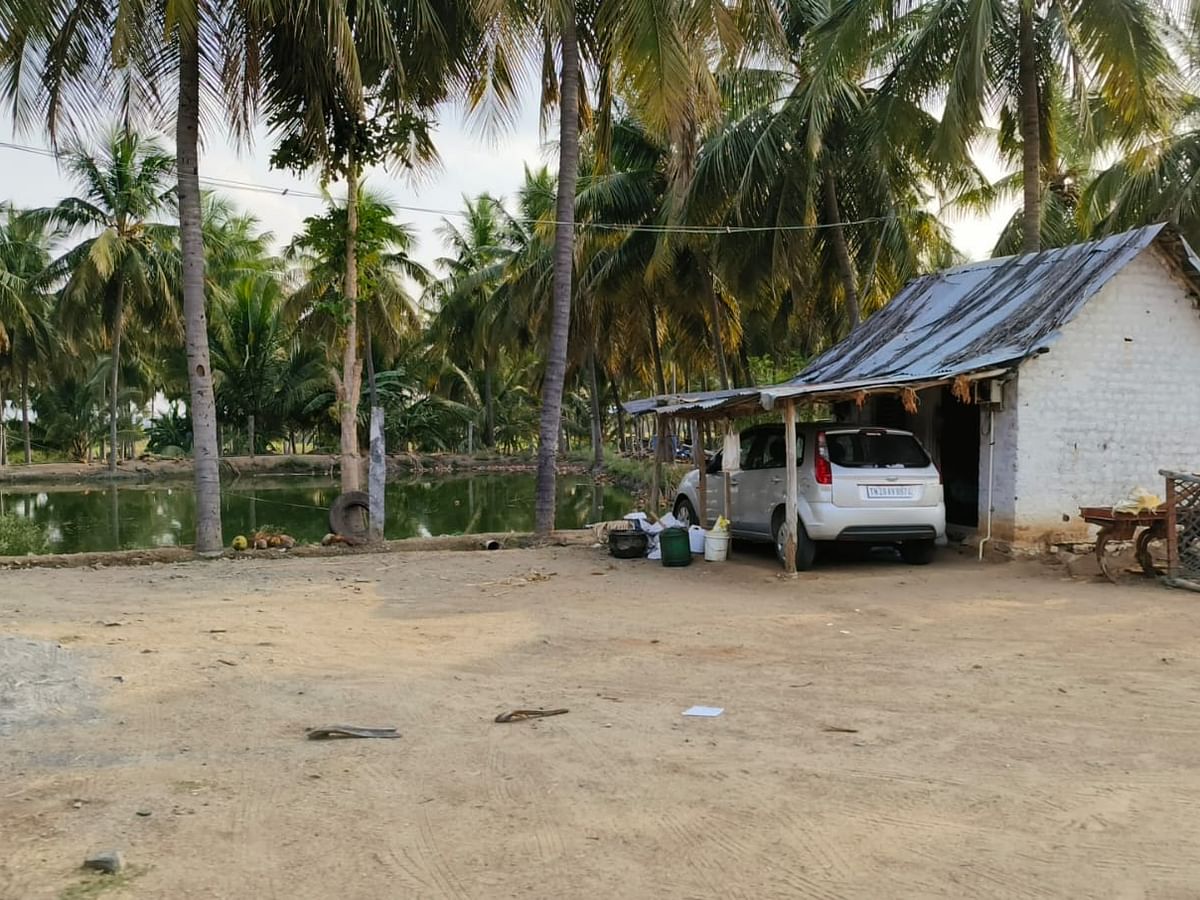 வெண்பன்றி பண்ணை 