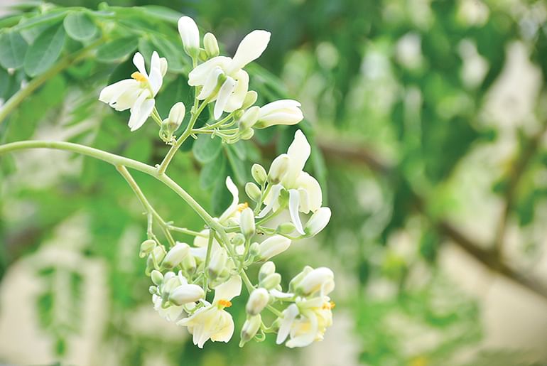 முருங்கைப் பூ