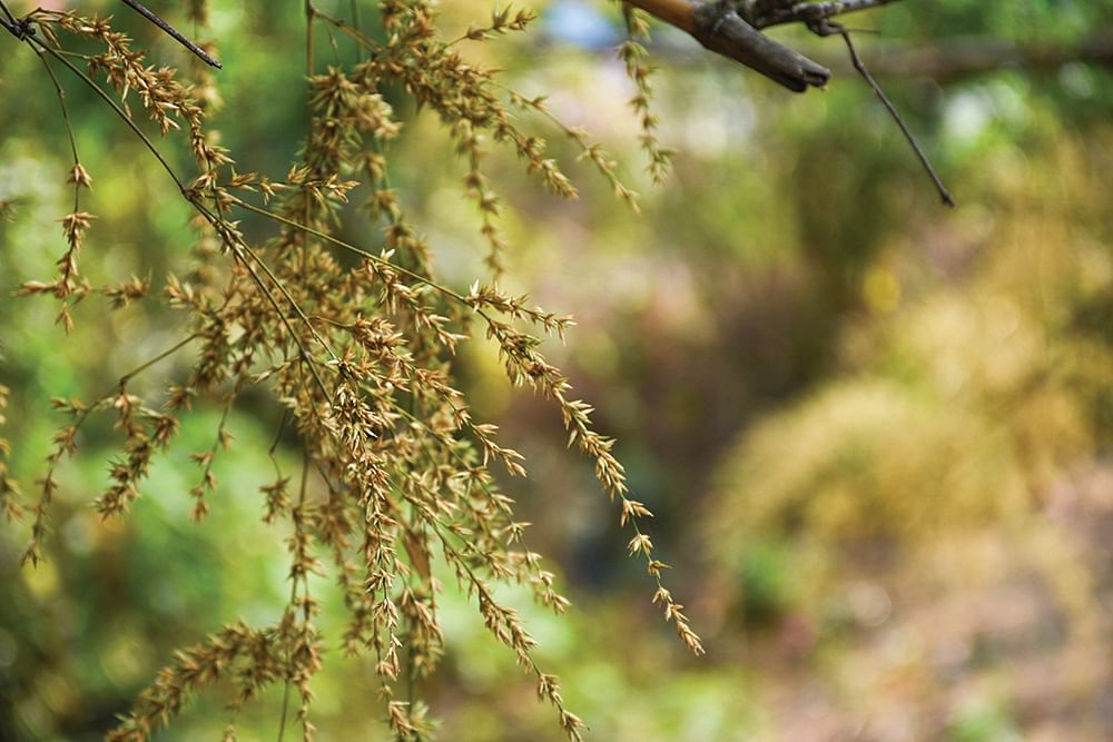 நீலக்குறிஞ்சி