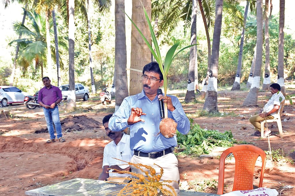 தென்னங்கன்றை காட்டி பயிற்சியளிக்கும் செந்தூர்குமரன்