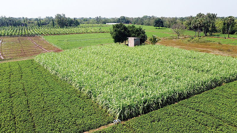 பண்ணையில் கரும்பு, நிலக்கடலை சாகுபடி