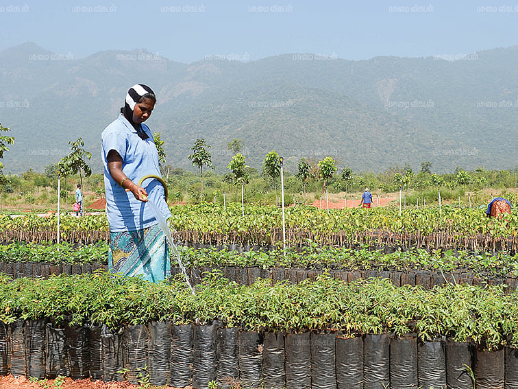 மரம் வளர்த்தால் பணம் விளையும்; அனுபவமும் அறிவும் கைகோக்கும் தொடர்!  - 03