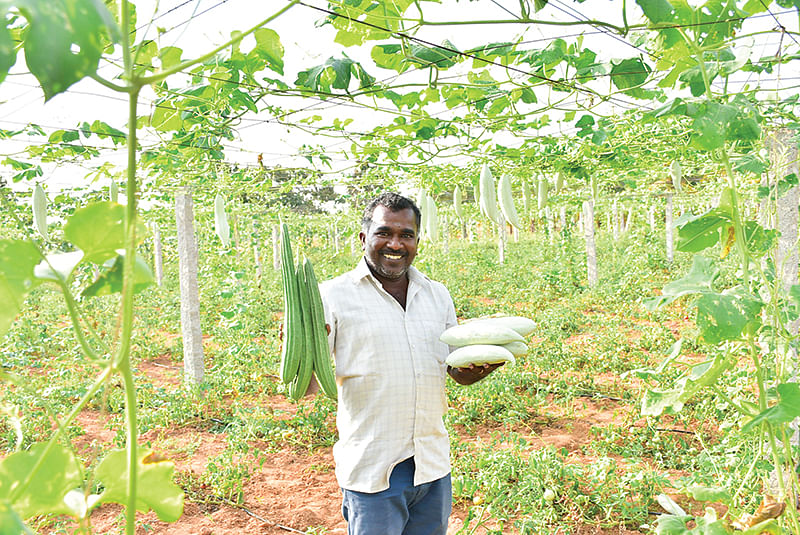 புடலை, பீர்க்கன் அறுவடையில்