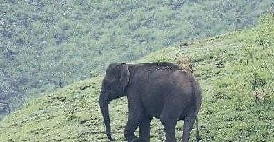 பரிதாப நிலையில் தவித்த யானை; தனியாரிடம் அதிரடியாக மீட்ட வனத்துறை...! நடந்தது என்ன?