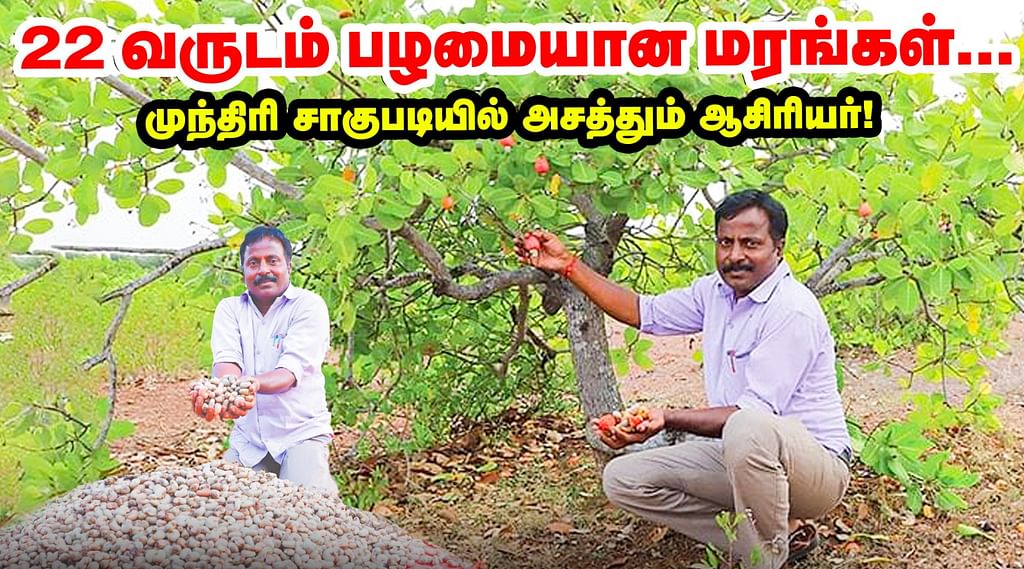 முந்திரி சாகுபடி