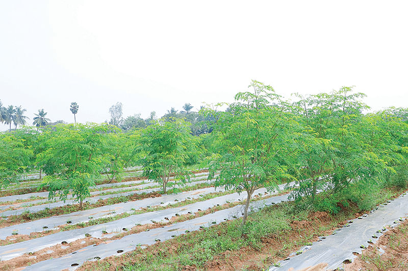 செடி முருங்கை