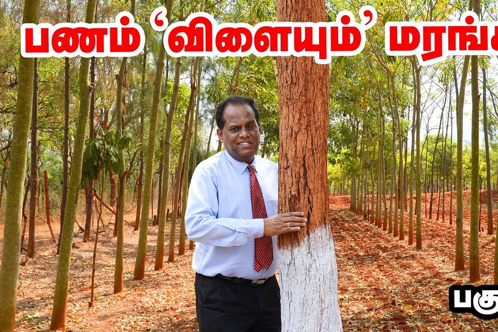 பணம் விளையும் மரங்கள்