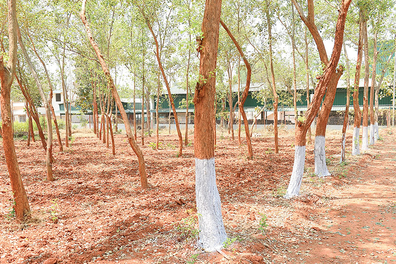 சிசு மரங்கள்