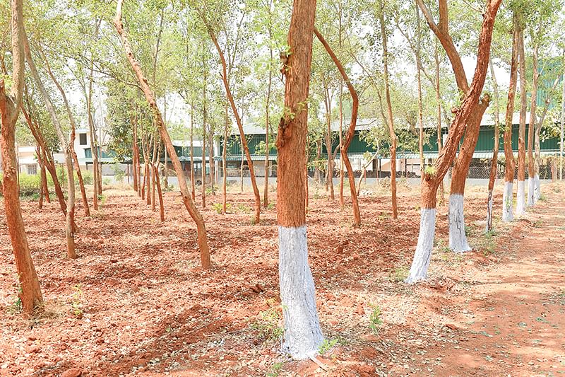 சிசு மரங்கள்