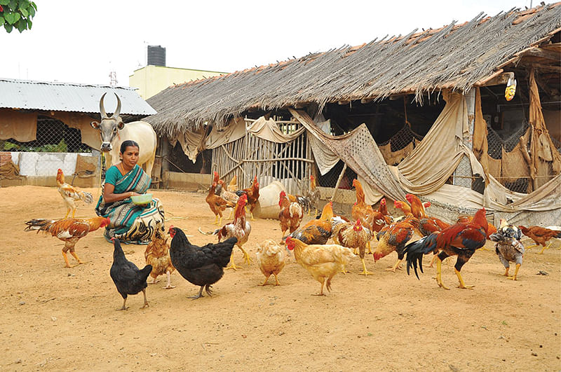 நாட்டுக்கோழி வளர்ப்பு