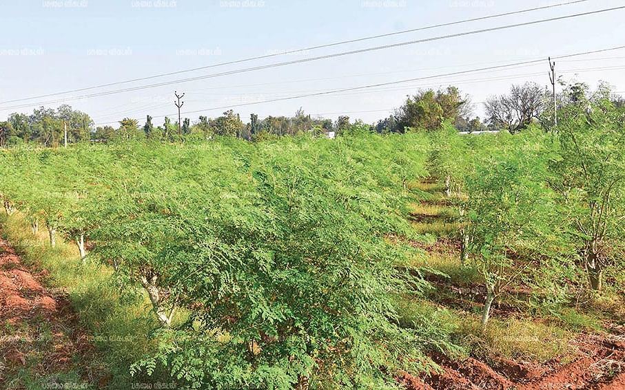 உலகம் போற்றும் முருங்கை…
விதை முதல் விற்பனை வரை - 3