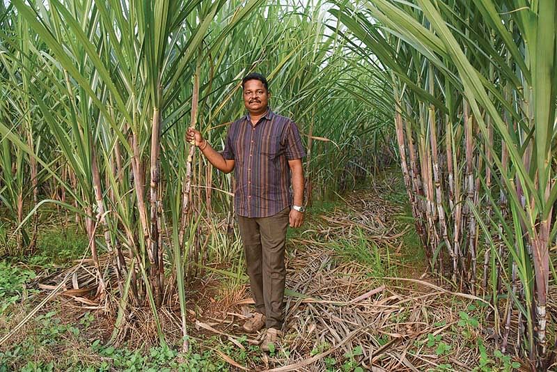 கரும்பு சாகுபடி
