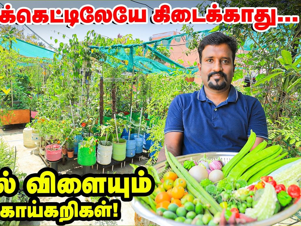 மாடித்தோட்டம்