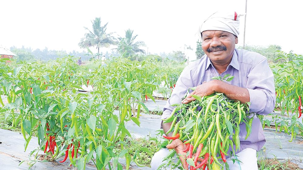 மிளகாய்த் தோட்டத்தில் ரவிச்சந்திரன்