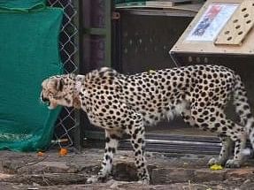 சிவிங்கிப் புலி