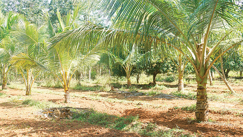 தென்னை