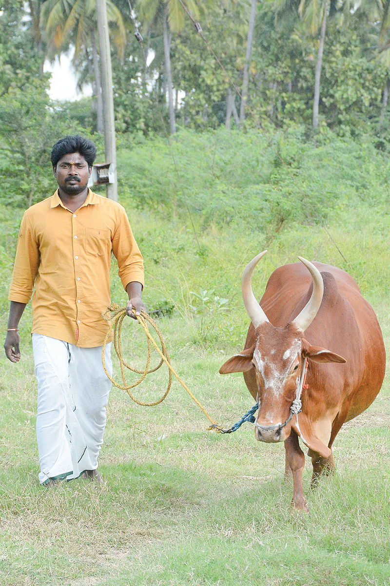 மாட்டுடன்