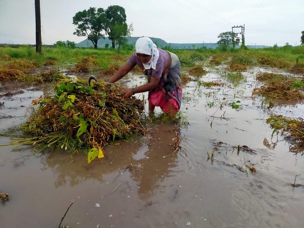 மழையால் பயிர்கள் சேதம்