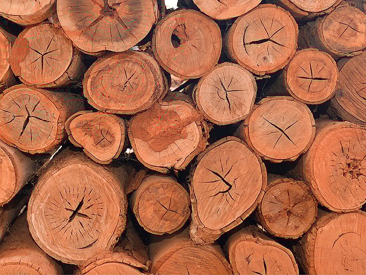 ஒரு மரம்... 15 ஆண்டுகள்...22,500 ரூபாய்... சந்தை விரும்பும் தேக்கு! - 04