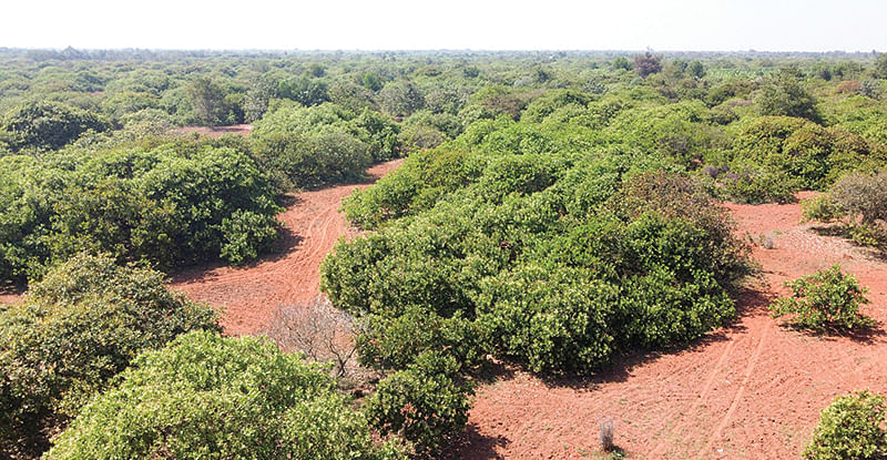 முந்திரித் தோப்பு