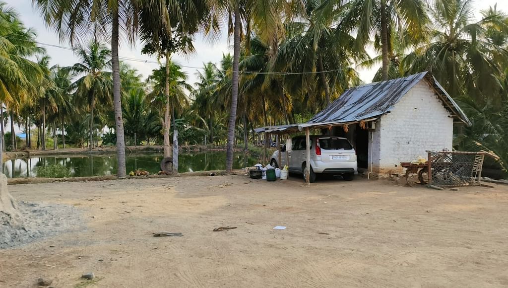 நாமக்கல்: வளர்ப்பு பன்றிகளுக்கு `ஆப்பிரிக்க பன்றிக்காய்ச்சல்' - குழி தோண்டி புதைக்க உத்தரவு!