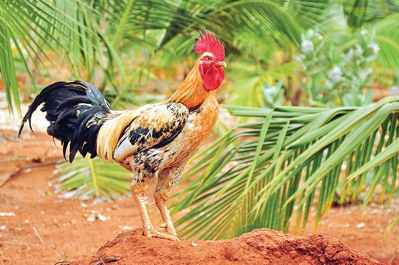 நாட்டுக்கோழி