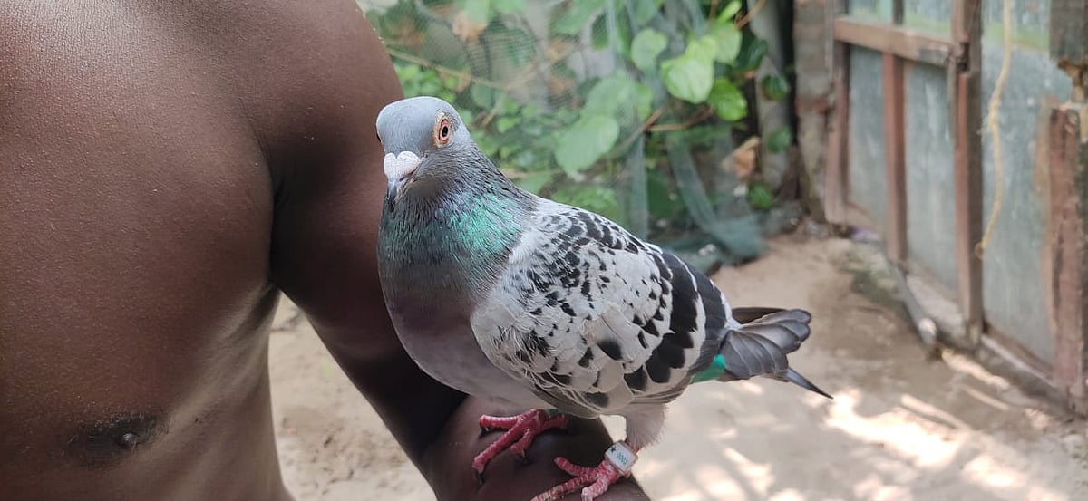 ராமேஸ்வரம்: மீனவர் படகில் தஞ்சமடைந்த இலங்கை 'புறா' - சீனா அனுப்பியதா...? 