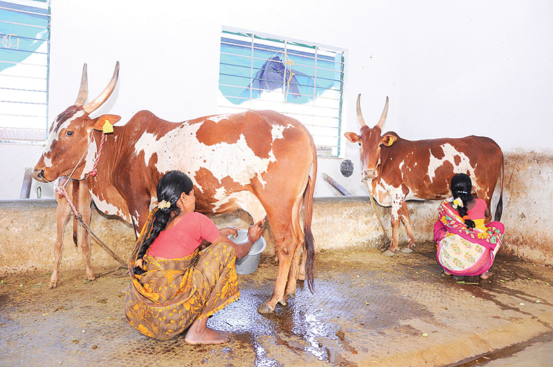 மாடு வளர்ப்பு