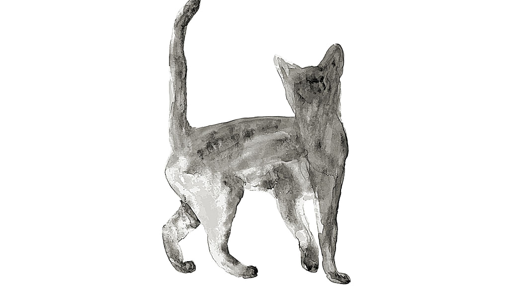 பூனை
