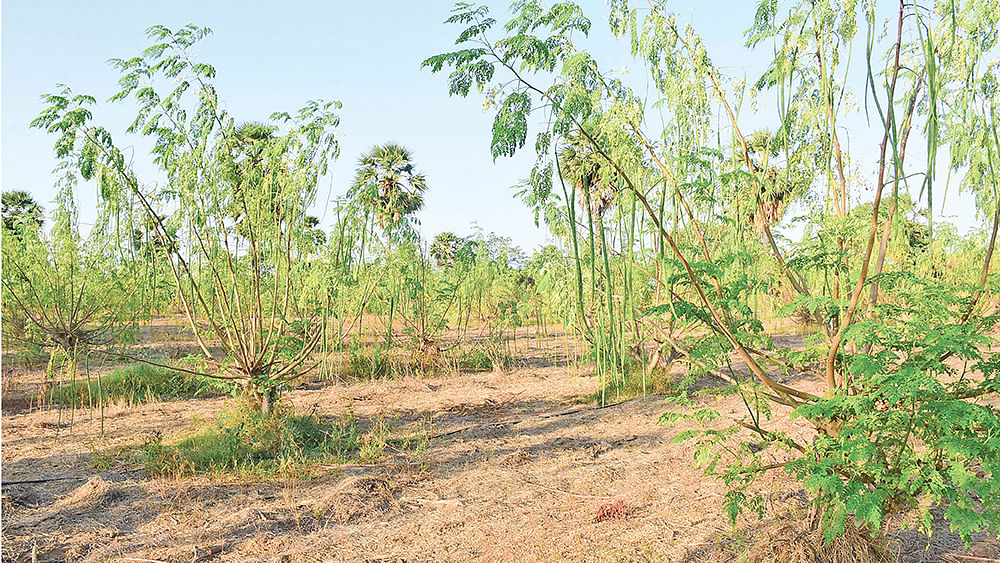 முருங்கை