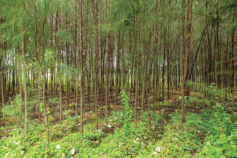 செழிப்பான சவுக்குத் தோட்டம்
