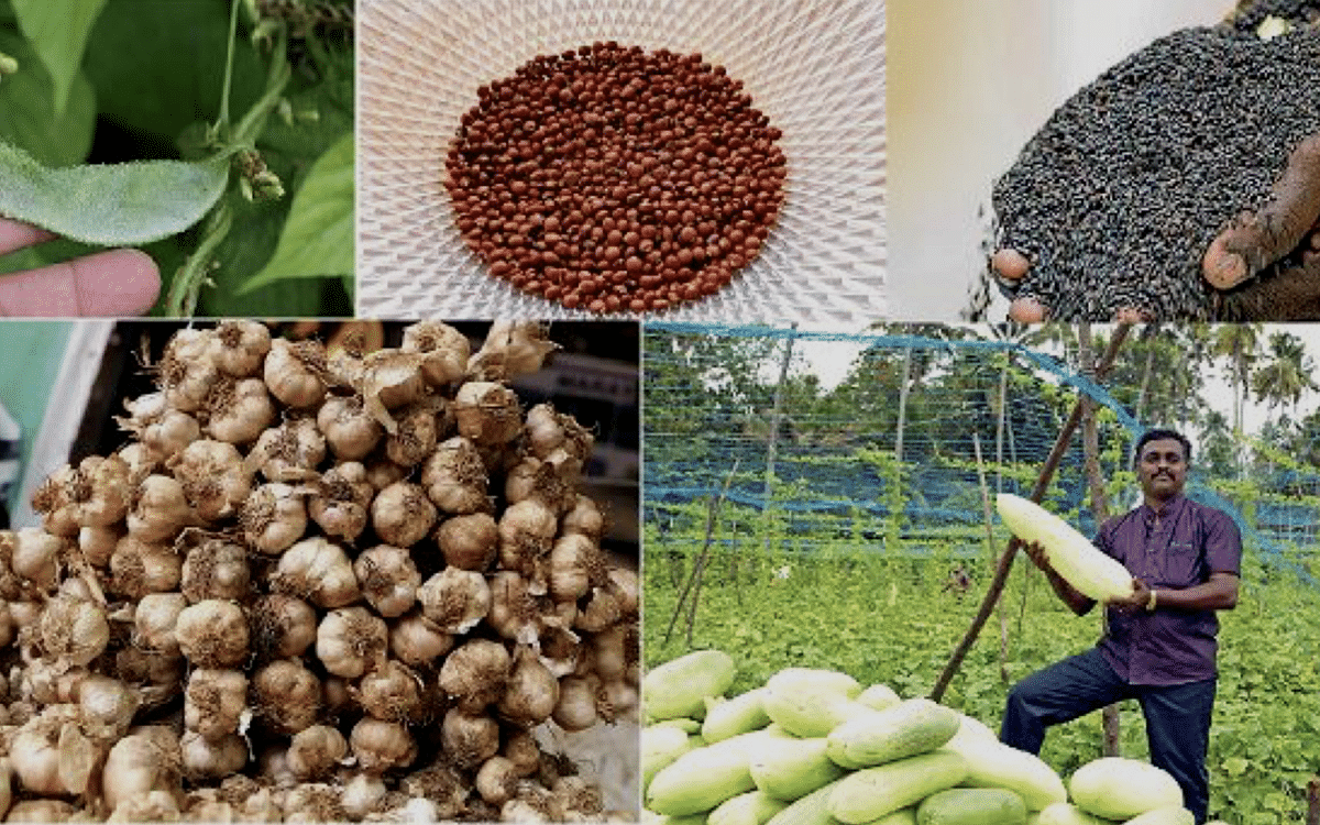 `அட்டப்பாடி அவரை, துவரை, கொடுங்கல்லூர் வெள்ளரி’ - புவிசார் குறியீட்டில் முதல் இடம் பிடித்த கேரளா!