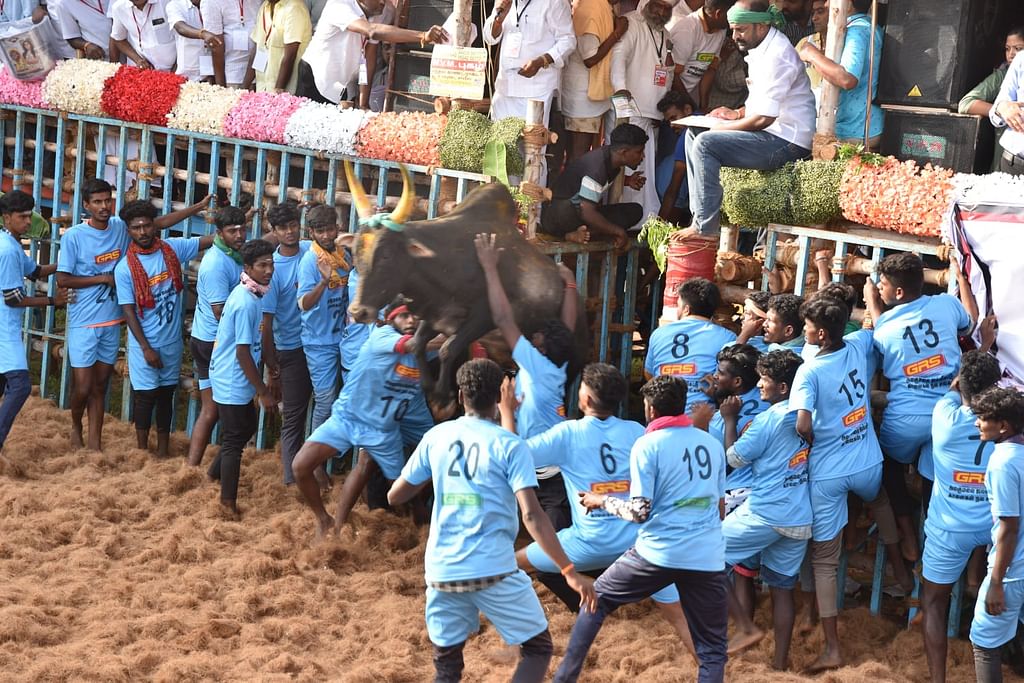 ஜல்லிக்கட்டு
