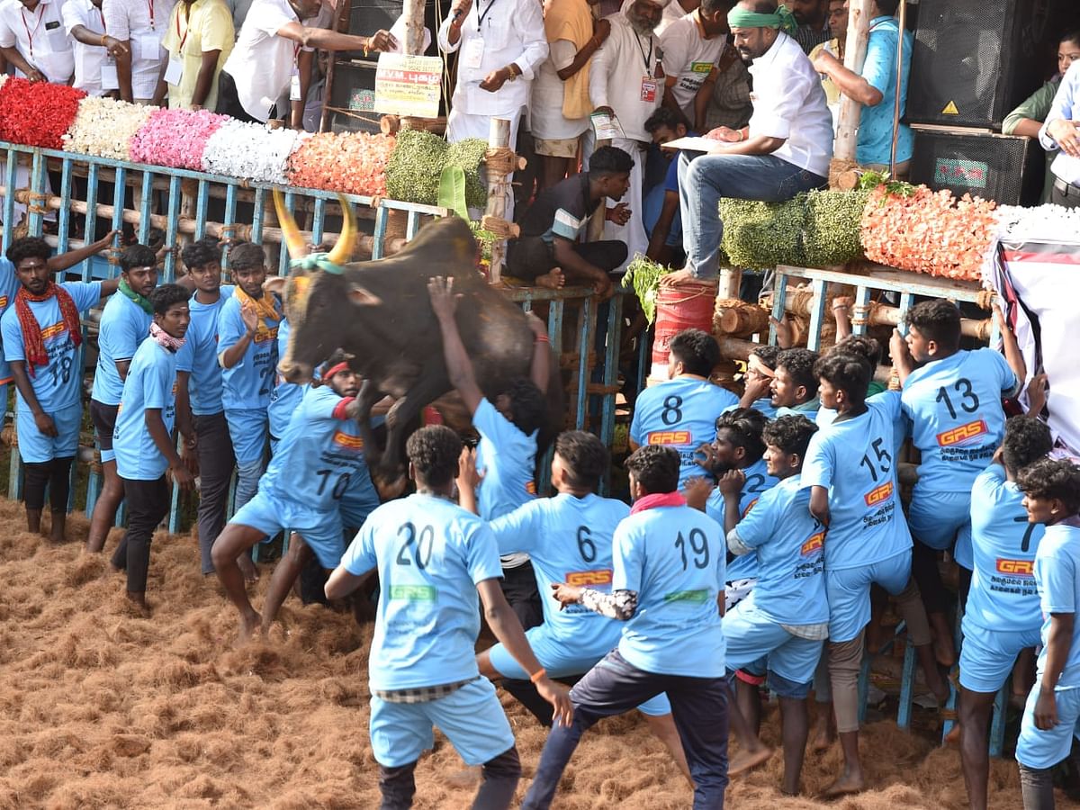 அலகுமலை ஜல்லிக்கட்டு... சீறிப்பாய்ந்த காளைகள்!  உற்சாகமாகக் களமிறங்கிய மாடுபிடி வீரர்கள்!