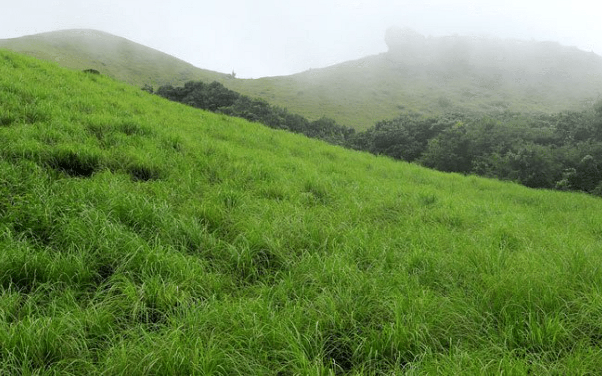 விஞ்ஞானிகளை வியக்க வைக்கும்  சோலை - புல்வெளிகள்... சூழல் பாதுகாப்பில் இதன் மகத்துவம் என்ன தெரியுமா?