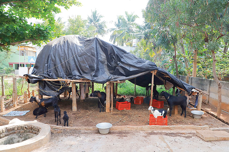 கொட்டகை