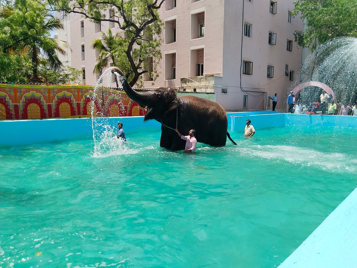 `தெய்வானை இவ்வளவு மகிழ்ச்சியாக இருந்து பார்த்ததில்லை' - புதிய குளியல் தொட்டியில் உற்சாகக் குளியல்! 