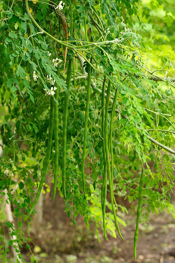 முருங்கை