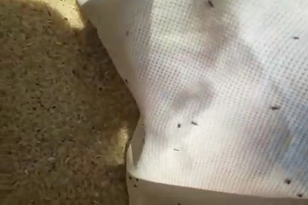 தரமற்ற அரிசி விநியோகம்