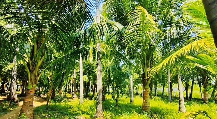 தென்னந்தோப்பு