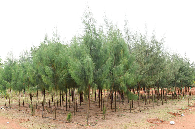 சவுக்கு