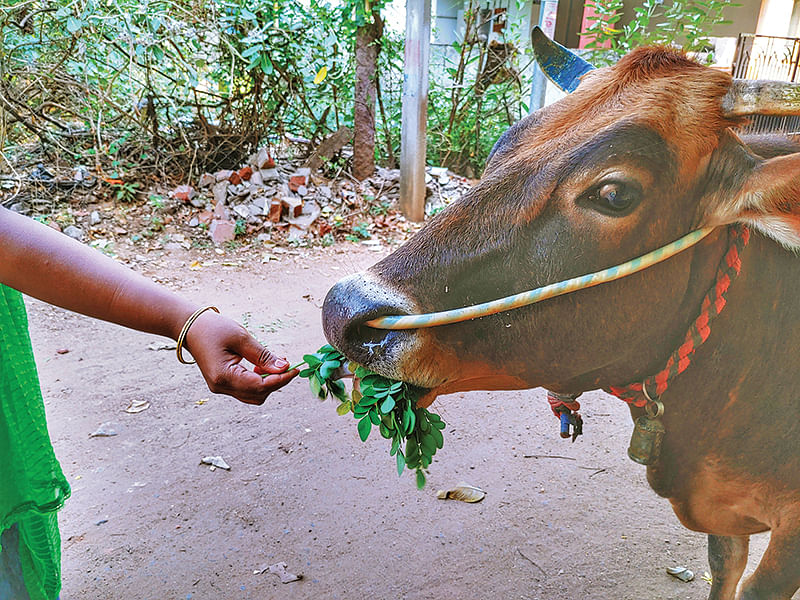 மாட்டுக்கு முருங்கை