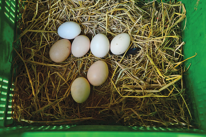 முட்டைகள்