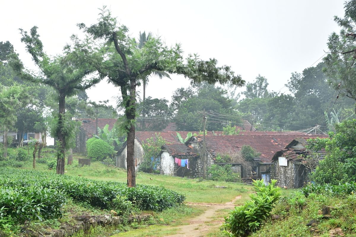மாஞ்சோலை