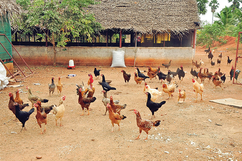 நாட்டுக்கோழிகள்