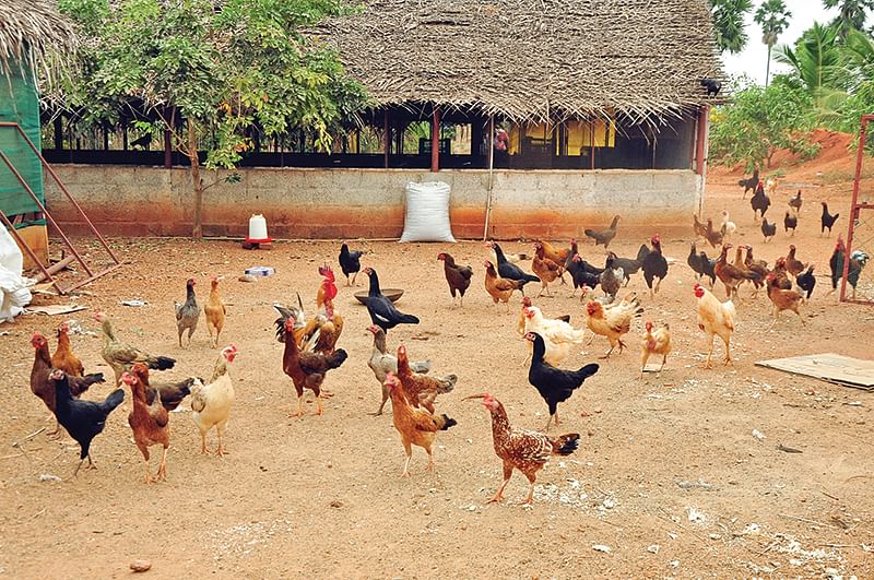 நாட்டுக்கோழிகள்