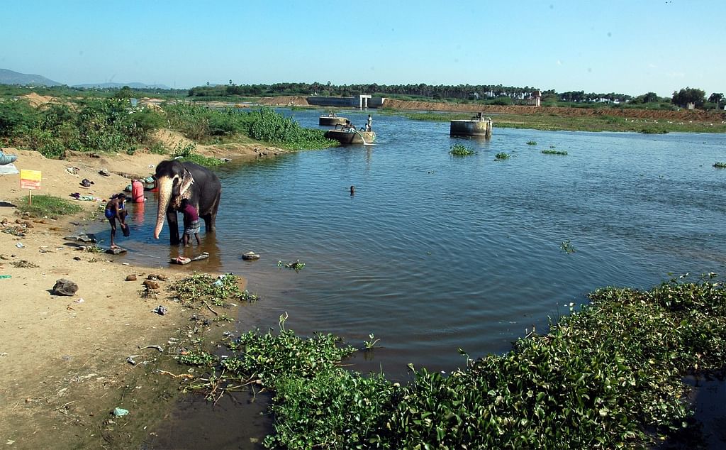 யானை