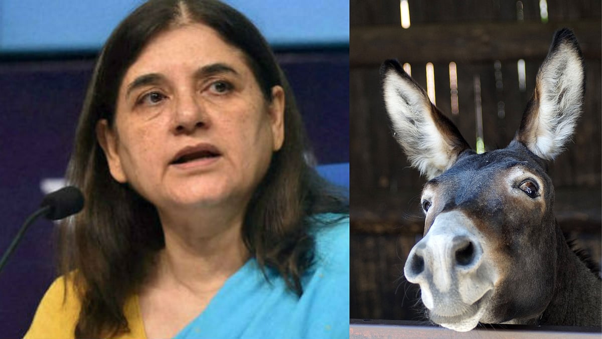 `கழுதைப்பால் சோப்பு பெண்கள் உடலை அழகாக வைத்திருக்கும்' - சர்ச்சைக்குள்ளான மேனகா காந்தியின் பேச்சு! 